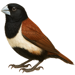 Tricolored Munia